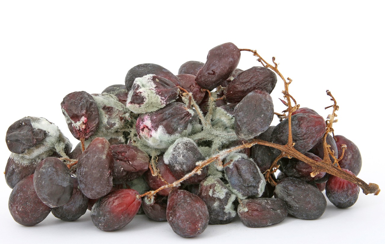 Botrytis cinerea Ботри́тис цине́реа