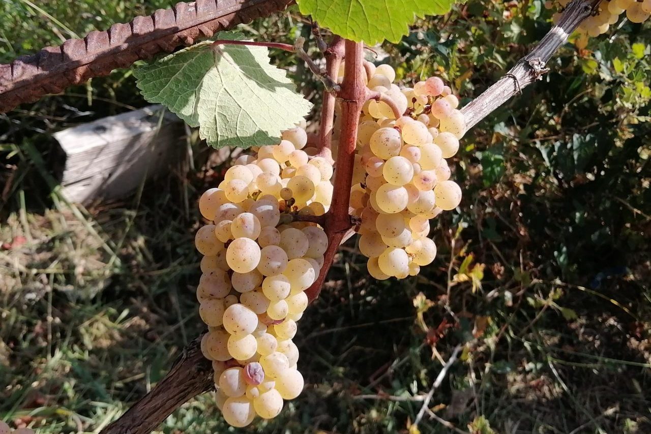 Виноград Платовский