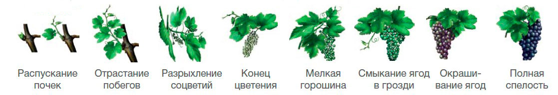 время для обработки винограда